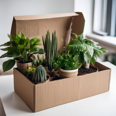 It's Planty | Voordeelbox