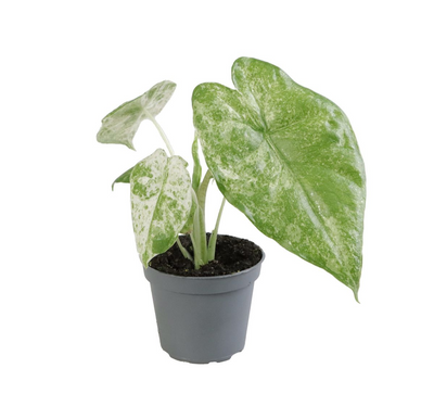 Alocasia Macrorrhizos Camouflage