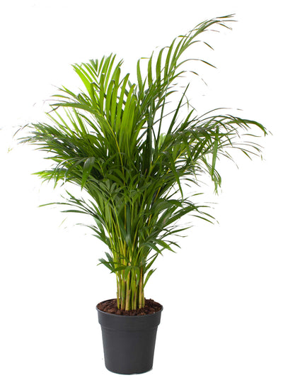 Areca palm_0
