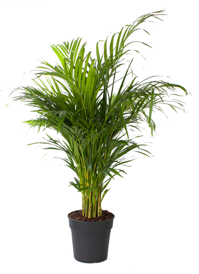 Areca palm_0