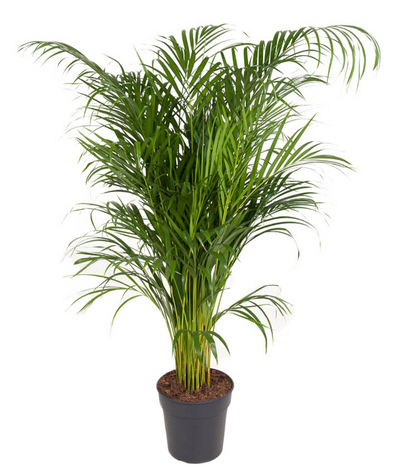 Dypsis Lutescens Areca - h130