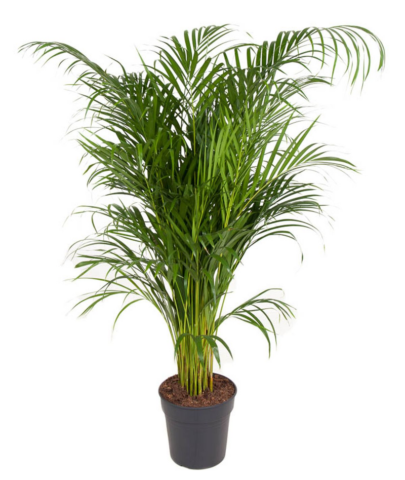 Dypsis Lutescens Areca - h130