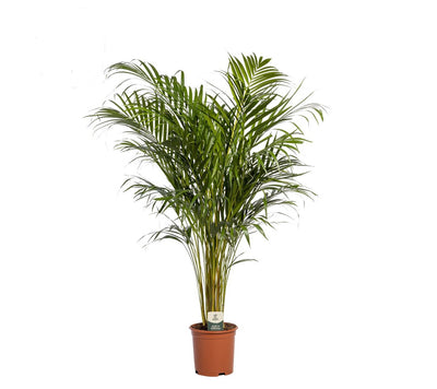 Dypsis lutescens (Areca)_0