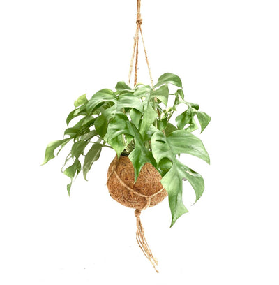 Kokodama Monstera Minima h30