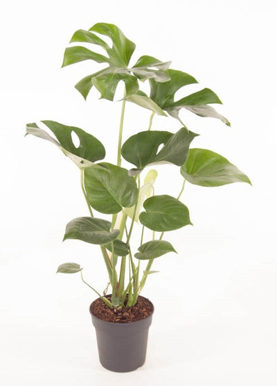 Monstera Deliciosa