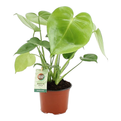 Monstera deliciosa_h40