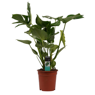 Monstera Deliciosa - h70