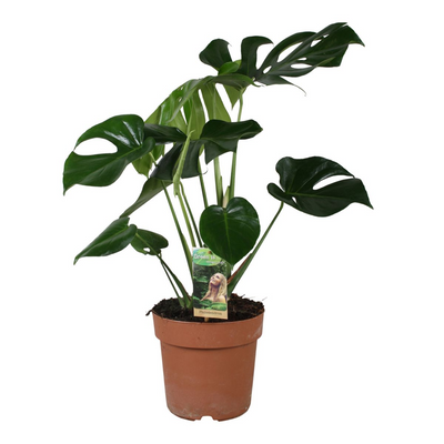 Monstera Deliciosa_0