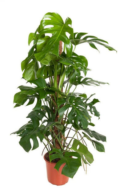 Monstera Deliciosa met mosstok h120
