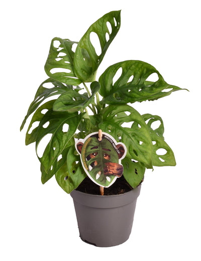 Monstera Monkey Leaf - h25