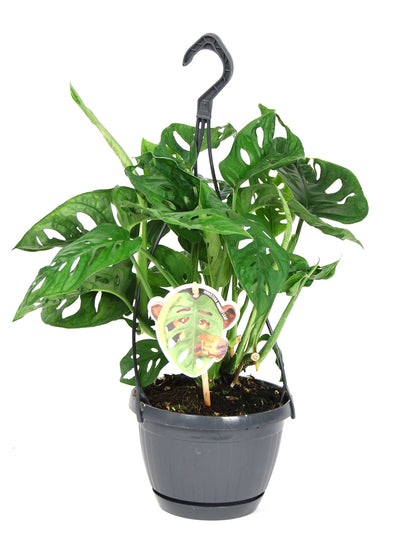 Monstera Monkey Leaf – h30