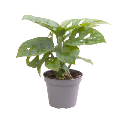 Monstera Obliqua - h12