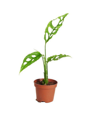 Monstera Obliqua Peru – gatenplant met geperforeerde bladeren – h15 cm
