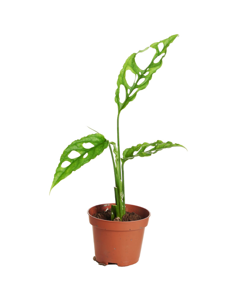 Monstera Obliqua Peru – gatenplant met geperforeerde bladeren – h15 cm
