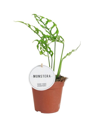 Monstera Obliqua Peru – Zwitserse Kaasplant Mini met sterk geperforeerde bladeren – hoogte 25 cm
