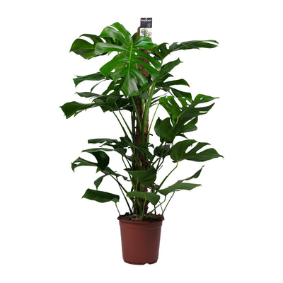 Monstera Pertusum - h110