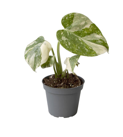 Monstera deliciosa 'Thai Constellation'_0