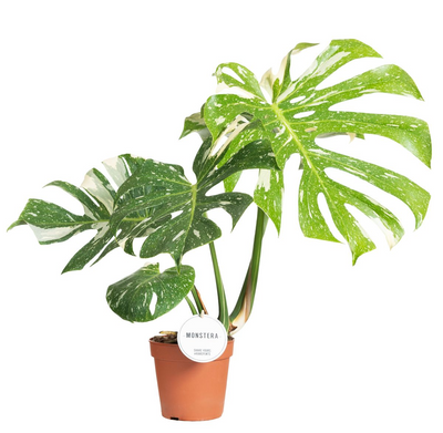 Monstera Thai Constellation - h50