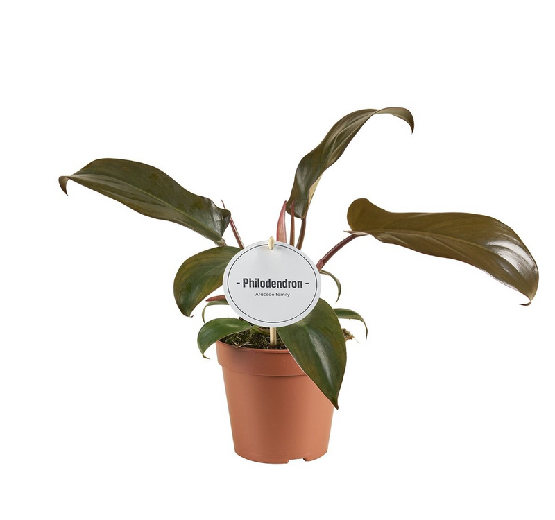 Philodendron Florida Bronze P12 H25_0