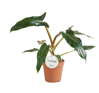 Philodendron Mexicanum P15 H60_0