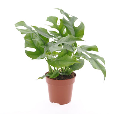 Rhaphidophora tetrasperma - Monstera Minima - h30