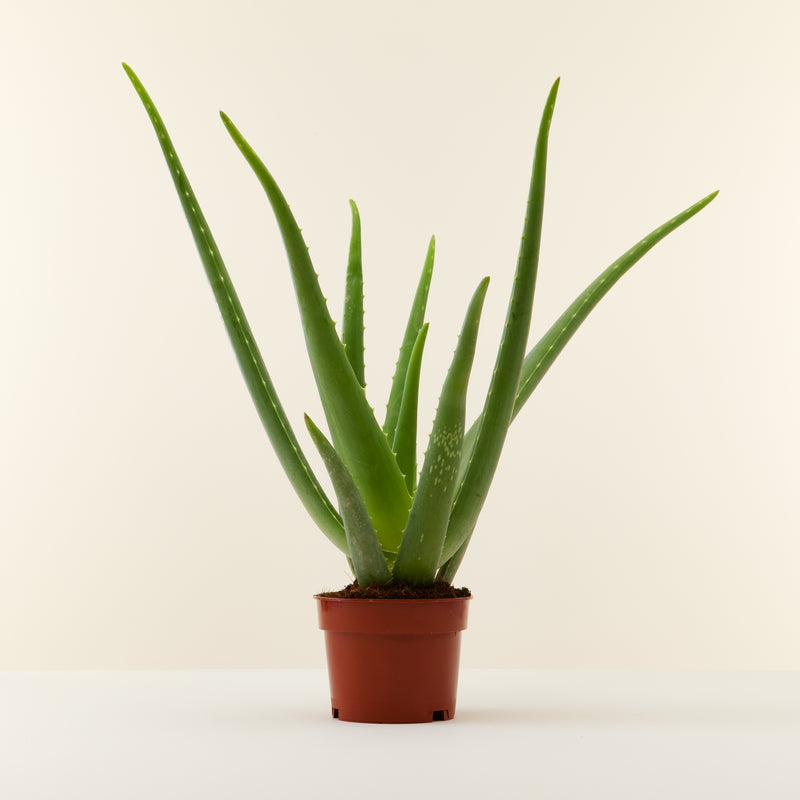 Aloe Vera_0