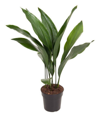 Aspidistra Elatior_0