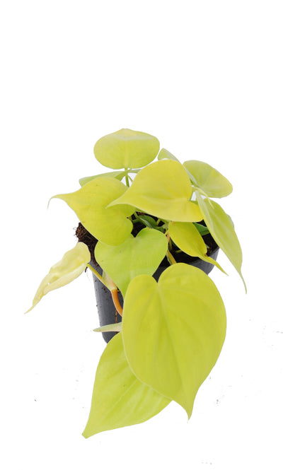 Philodendron scandens 'Micans Lime'_0