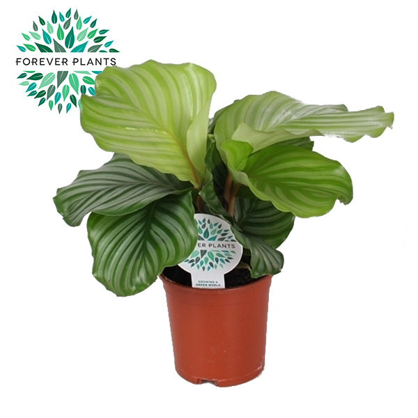 Calathea Orbifolia_0