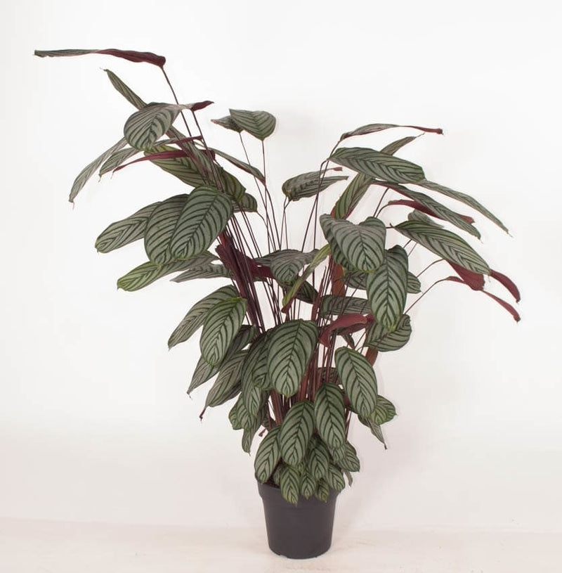 Calathea Oppenheimiana_0