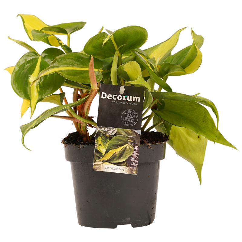 Philodendron Brasil _0