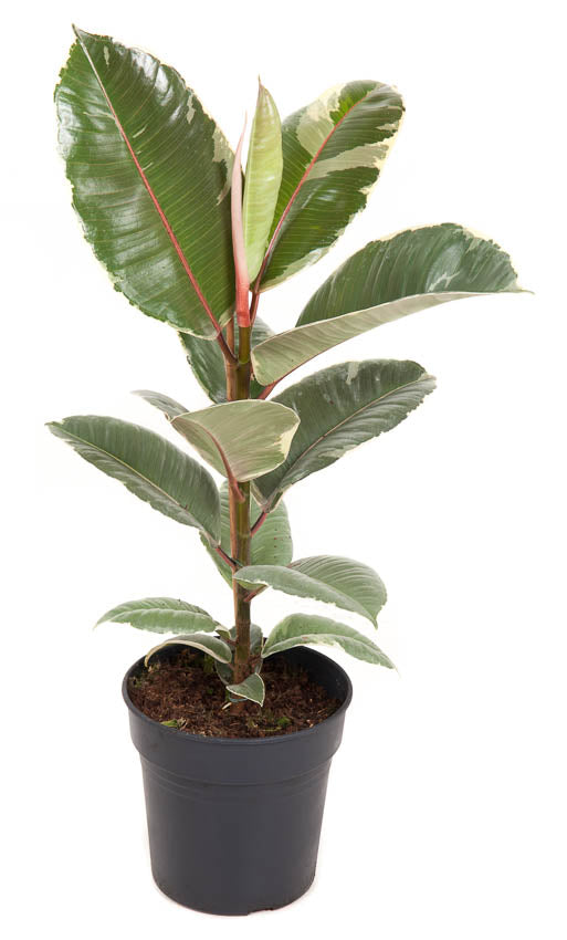 Ficus  Elastica  &