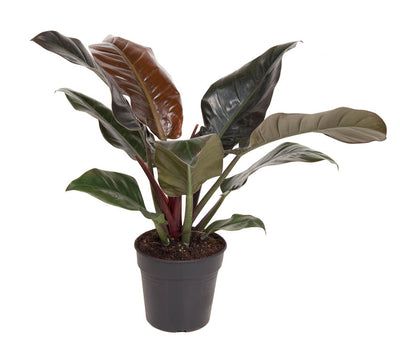 Philidendron erubescens 'Imperial Red'_0