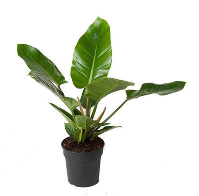 Philodendron 'Imperial Green'_0