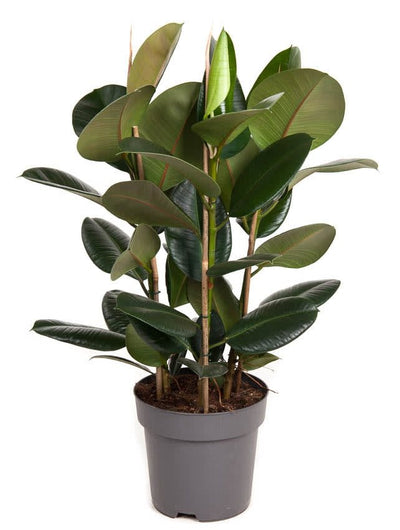 Ficus elastica 'Robusta'_0