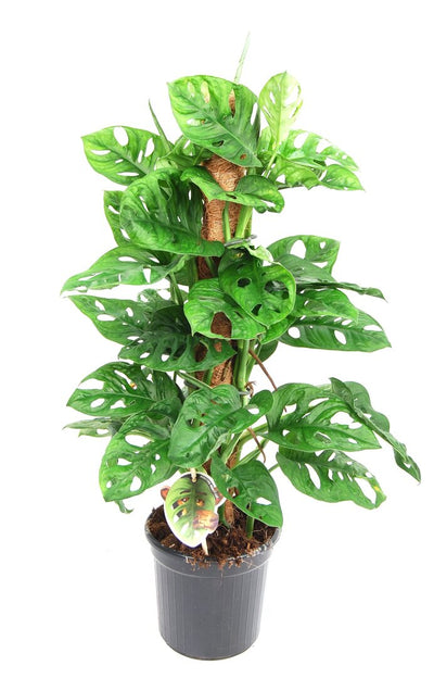Monstera Monkey Leaf (with mosstok) - P16 H65_0