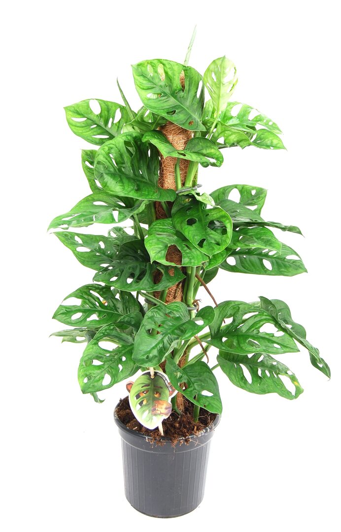 Monstera Monkey Leaf (with mosstok) - P16 H65_0