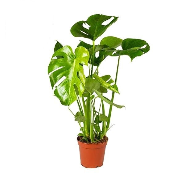 Monstera Deliciosa_0