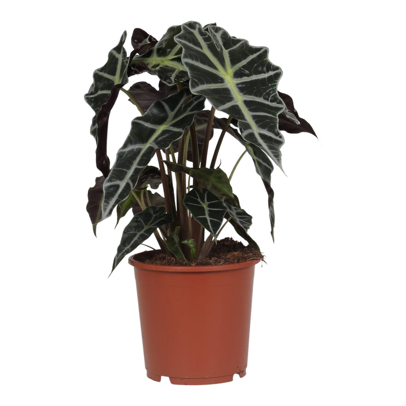 17cm Alocasia Polly_0