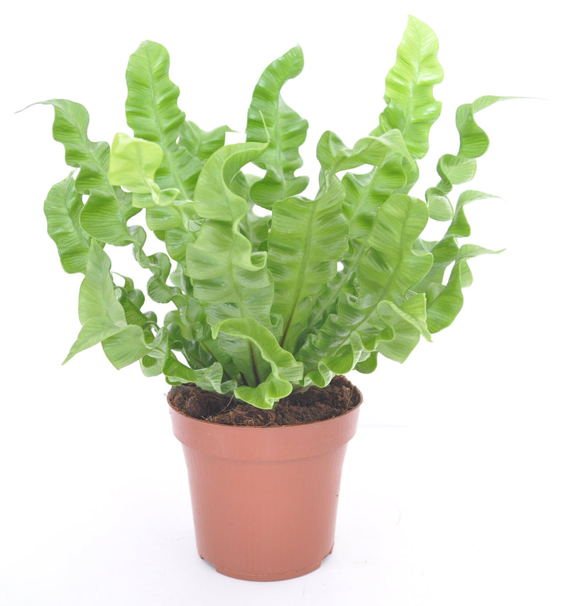 Asplenium nidus &