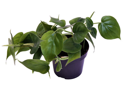 Philodendron Scandens_0