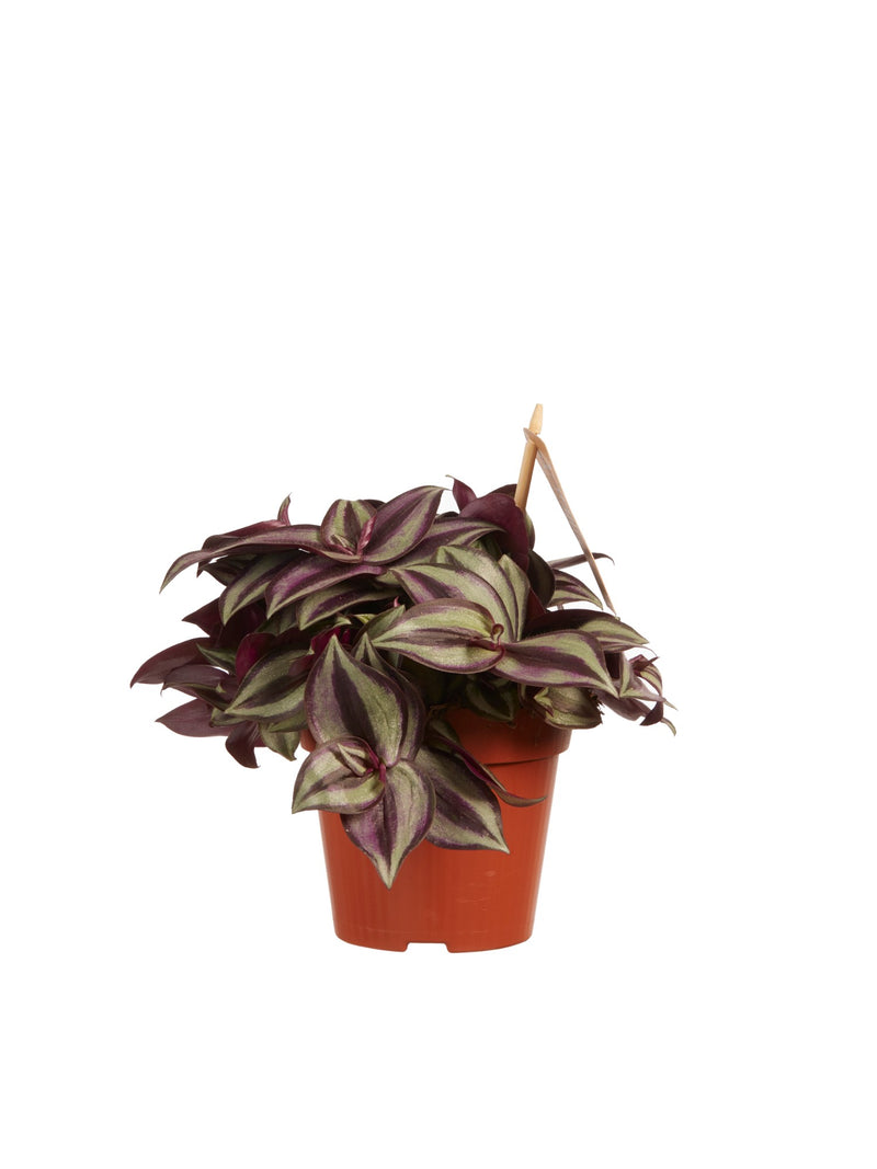 Tradescantia zebrina &