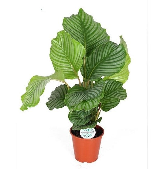 Calathea Orbifolia_0