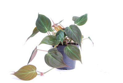 Philodendron scandens 'Micans'_0