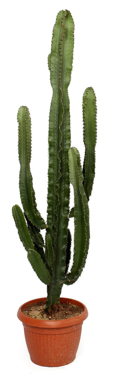 Euphorbia erytrea_0