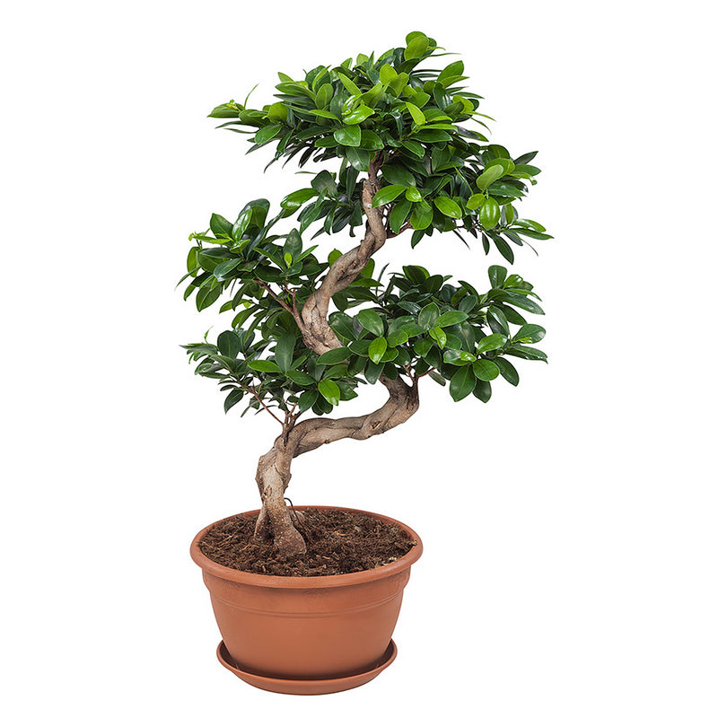 Ficus Gin Seng Bonsai_0