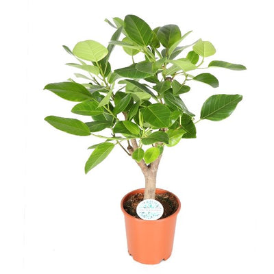Ficus Altissima (vertakt)_0