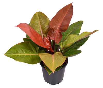 Philodendron Prince of Orange _0