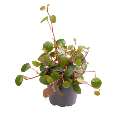 Peperomia 'Pepperspot'_0