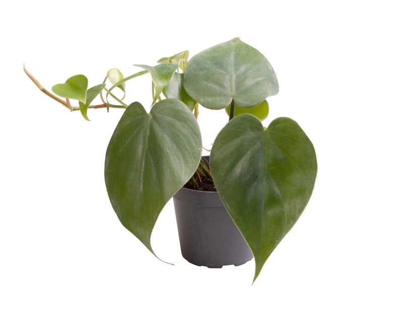 Philodendron Scandens_0